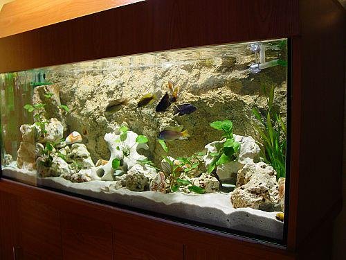 desvziakvriumhttrfreshwaterrocky12.jpg
