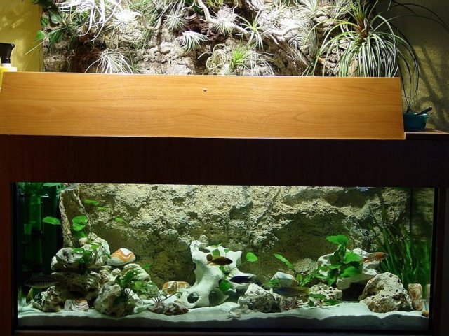 desvziakvriumhttrfreshwaterrocky20.jpg