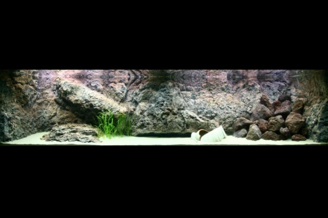 desvziakvriumhttrfreshwaterrocky22.jpg