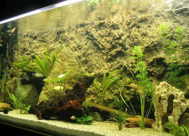 desvziakvriumhttrfreshwaterrocky36.jpg