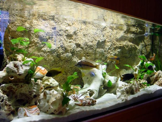desvziakvriumhttrfreshwaterrocky39.jpg