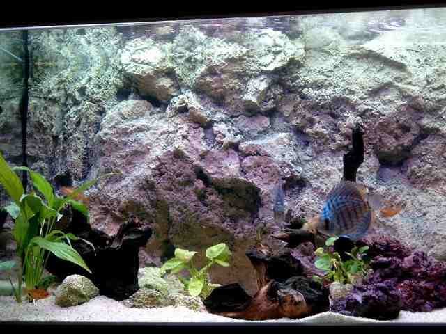 desvziakvriumhttrfreshwaterrocky42.jpg