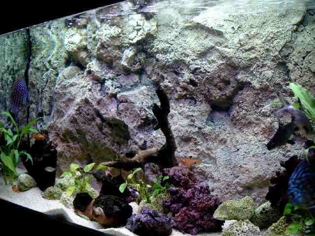 desvziakvriumhttrfreshwaterrocky43.jpg