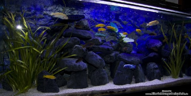 desvziakvriumhttrfreshwaterrocky5.jpg