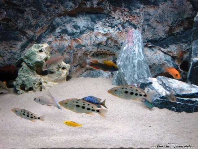 rockii13.jpg