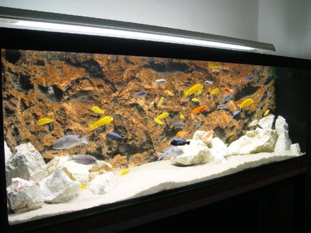 rockii50.jpg